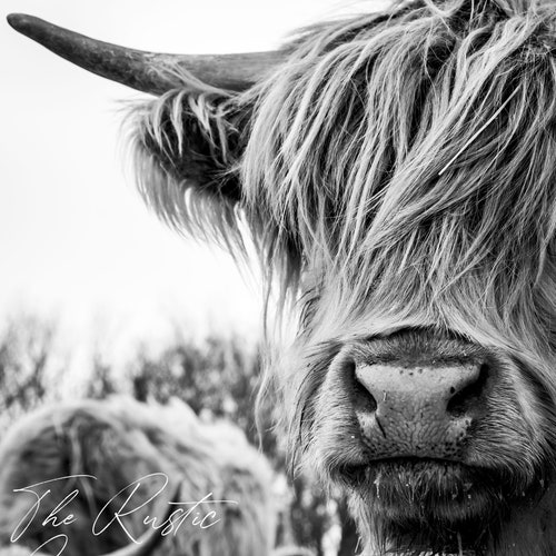 Black and White Highland Cow Close Up Etsy