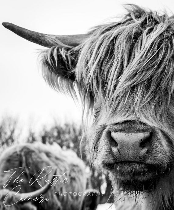 Black and white highland on sale cow