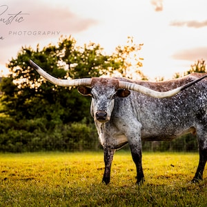 Black & White Longhorn at Sunset