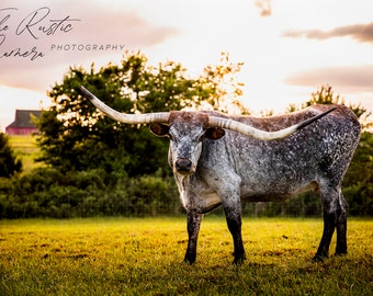 Black & White Longhorn at Sunset