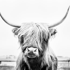 Black and white highland cow portrait-digital download