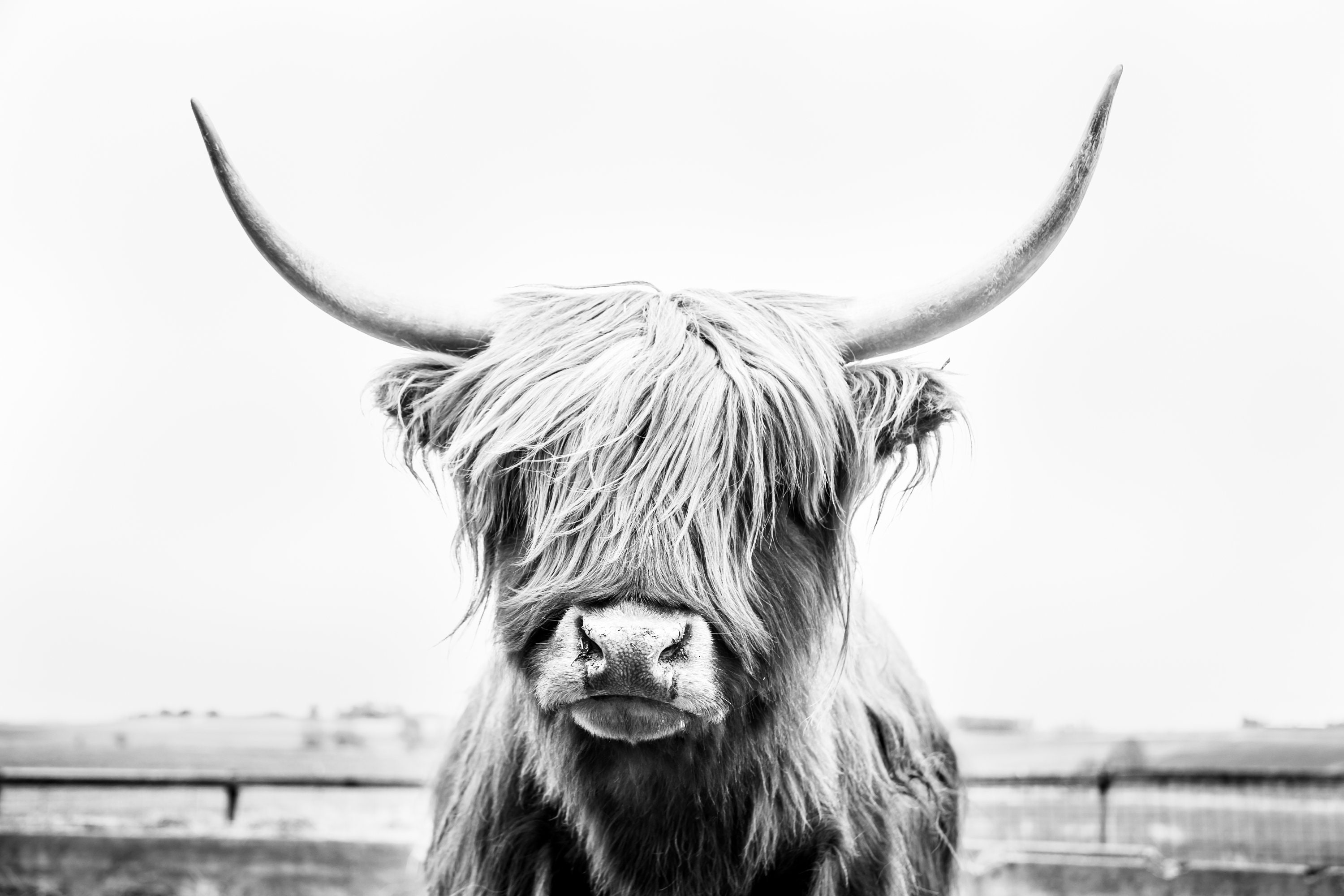Black and white highland cow portraitdigital download Etsy