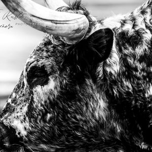 Black and White Spotted Longhorn Digital Download- Close Up