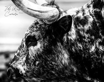 Black and White Spotted Longhorn Digital Download- Close Up