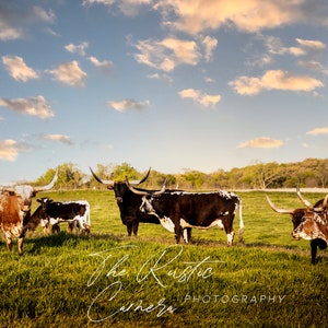 Longhorn cattle in the field digital download