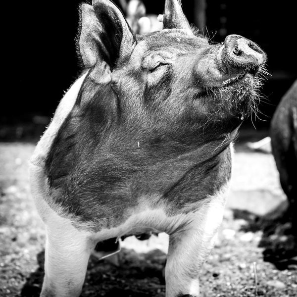 Black and White Pig - Etsy