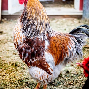 Colorful Rooster Portrait-digital download