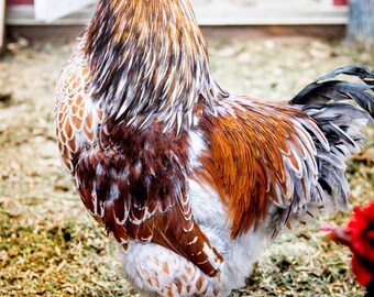 Colorful Rooster Portrait-digital download