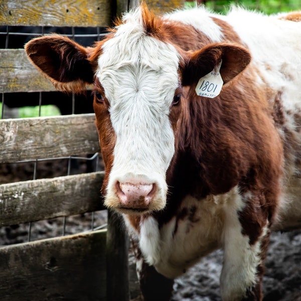Brown and white cow portrait- digital download
