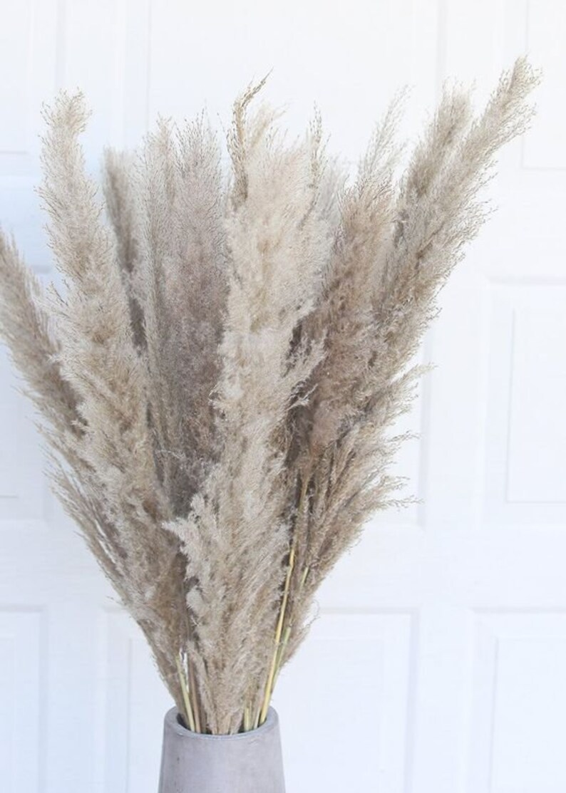 GREY Dry Pampas Grass Cool Grey by Pampas Gal Real Dried Etsy