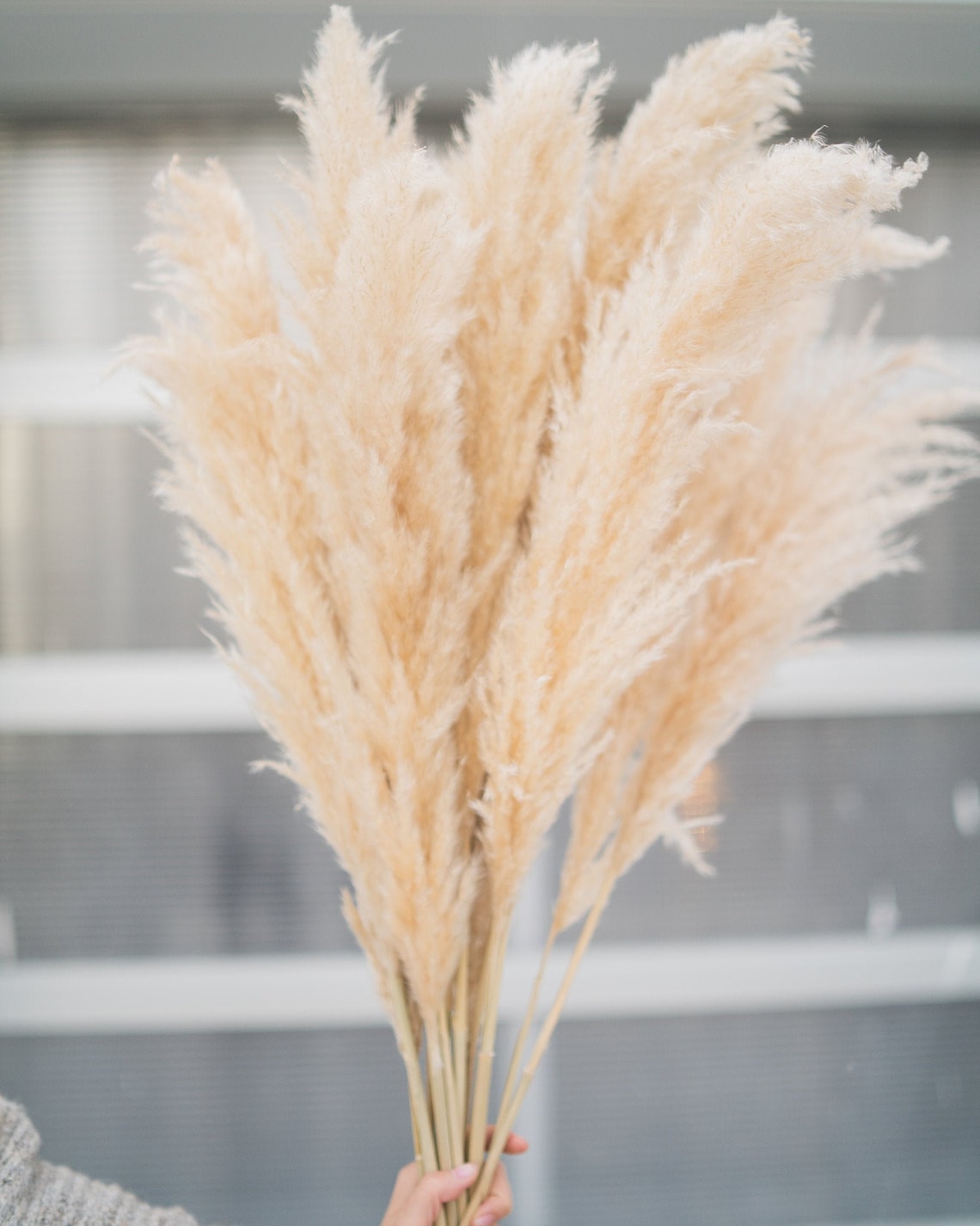 BEIGE Dry Pampas Grass Tuscan Desert by Pampas Gal Real Etsy UK