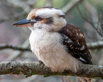 Könnte beinhalten: Ein Kookaburra, eine Art Eisvogel, sitzt auf einem Ast. Der Vogel hat braune und weiße Federn und einen schwarzen Schnabel. Der Hintergrund ist verschwommen und unscharf.