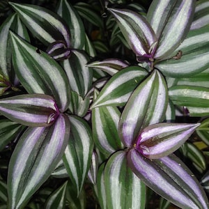 Wandering Jew (Tradescantia zebrina) 6 Live Cuttings (most already rooted)