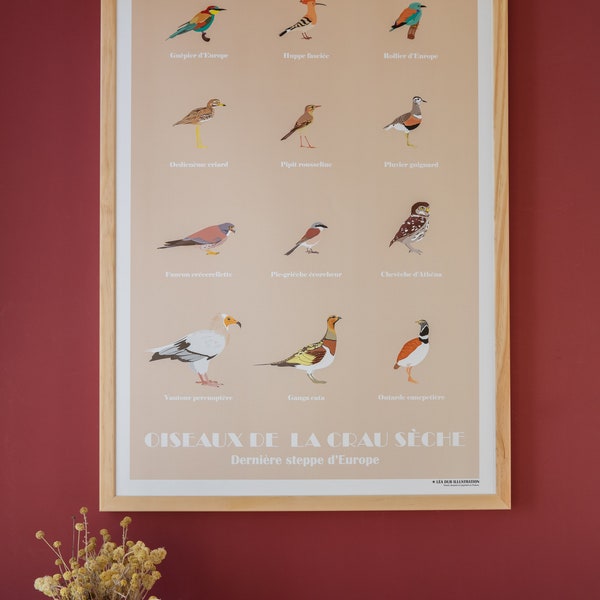 Oiseaux de la Crau sèche, Affiche oiseaux de la Crau sèche, Illustration oiseaux, Birds Print, Birds Poster, Crau birds illustration