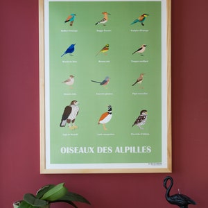 Uccelli delle Alpilles, poster degli uccelli delle Alpilles, illustrazione degli uccelli, stampa degli uccelli, poster degli uccelli, illustrazione degli uccelli delle Alpilles