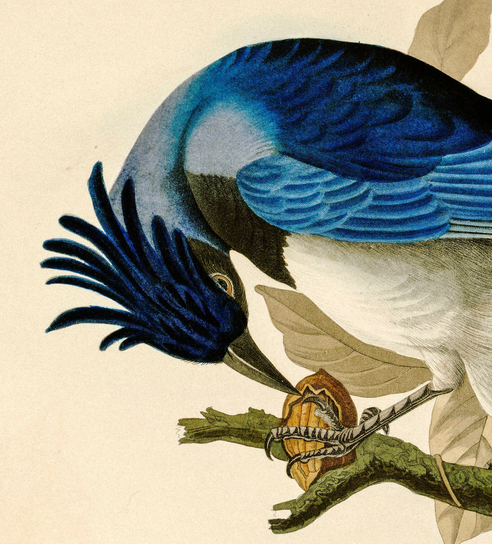 Audubon Print Set Large Wall Art Vintage Botanical Print Etsy