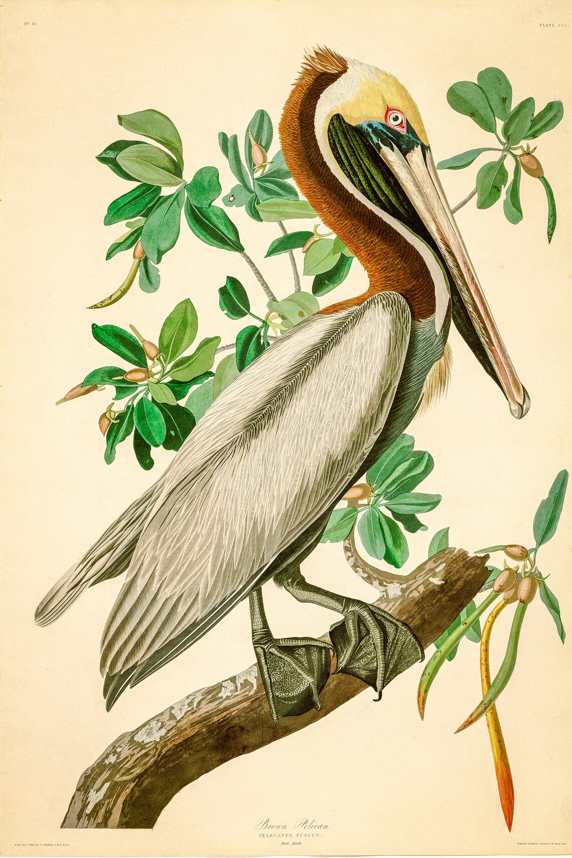 Audubon Print Set Large Wall Art Vintage Botanical Print Etsy