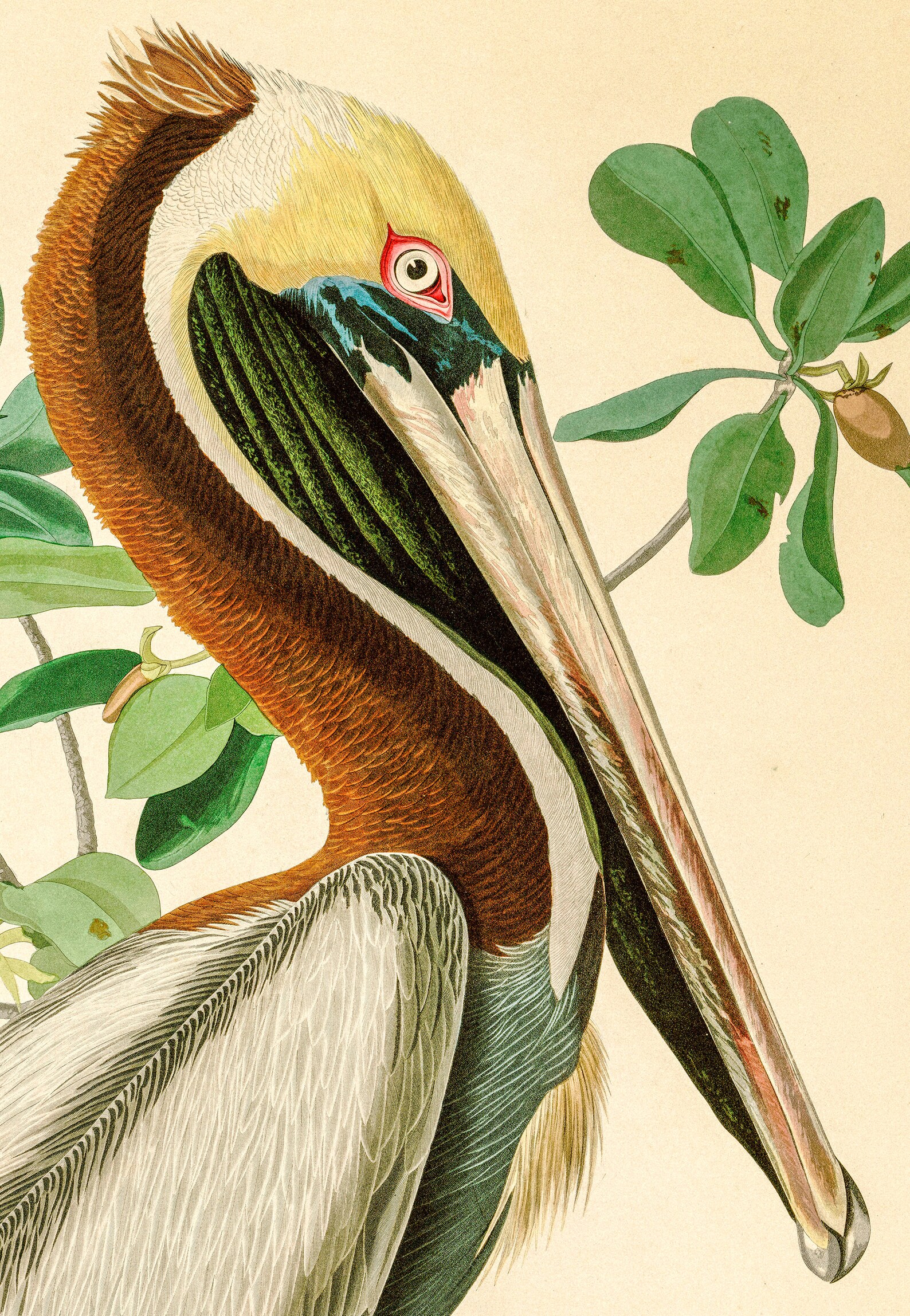 Audubon Print Set Large Wall Art Vintage Botanical Print | Etsy