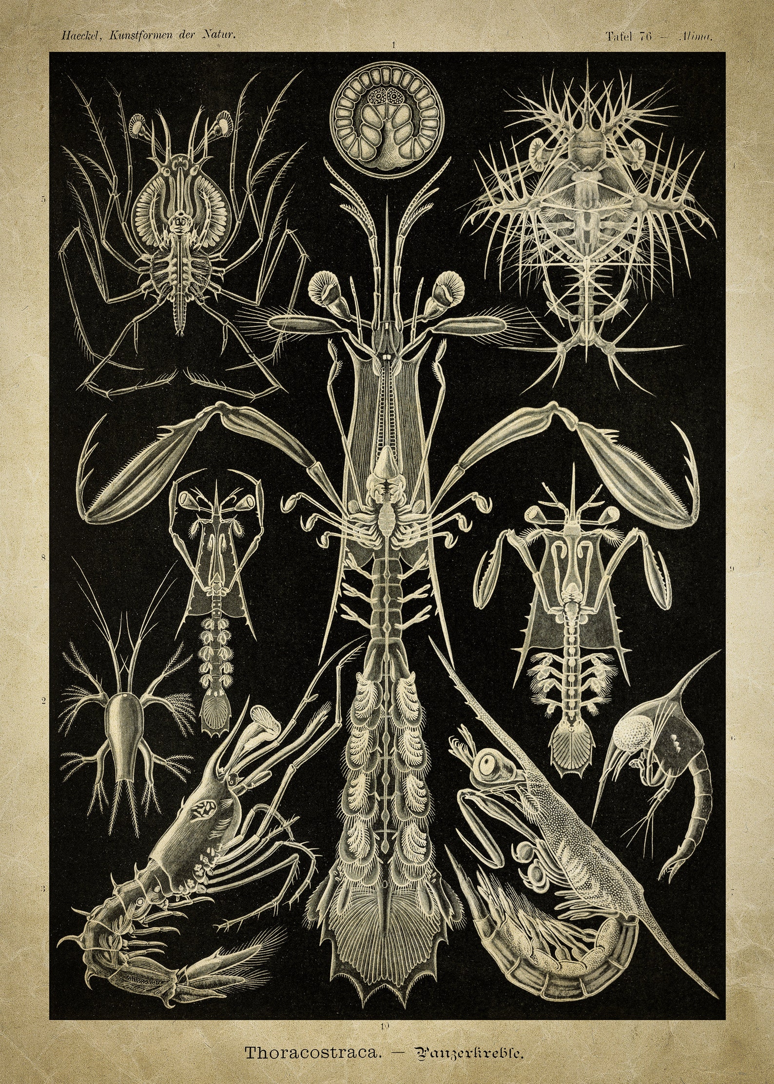 Ernst Haeckel Biology marine life PrintsCanvas Giclee Poster | Etsy