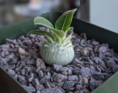 Pachypodium Brevicaule