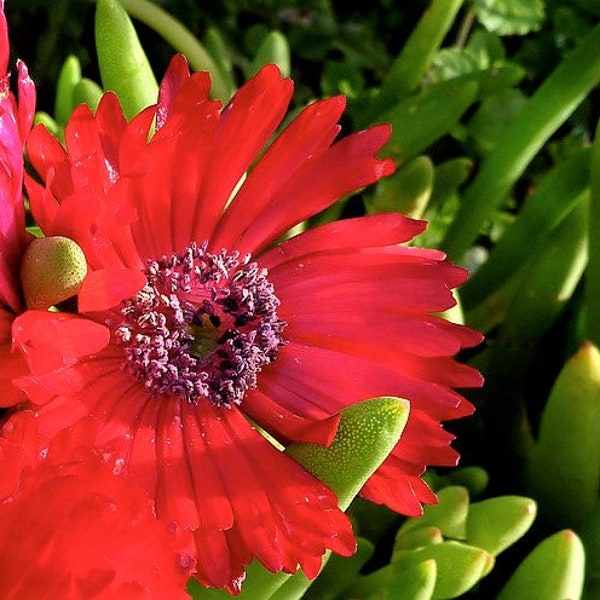 Cephalophyllum alstonii Red Flowers Ice Plant Succulent 10 SEEDS #2119