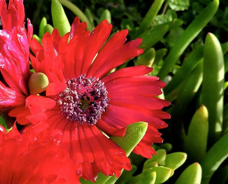 Cephalophyllum alstonii Red Flowers Ice Plant Succulent 10 SEEDS 2119 image 1