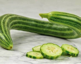 Painted Serpent Striped Long Armenian Cucumber Rare Organic Non-GMO 10 Seeds #1128