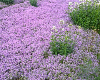 Thymus serpyllum Rampant Thym Rare Couvre-sol Fleur Violette 50+ Graines #1173