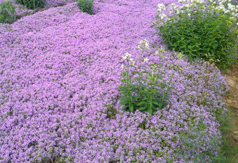 trample me thyme ground cover trample me thyme ground cover