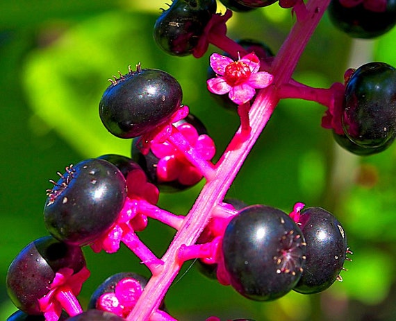 Phytolacca Americana American Pokeweed Pigeon Berry Inkberry