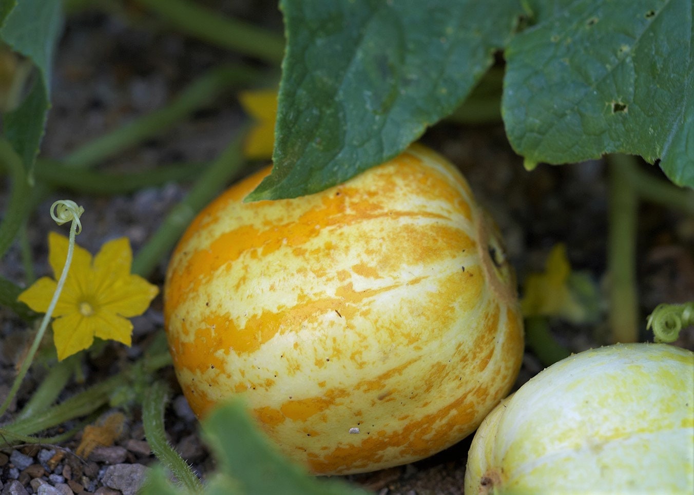 Lemon Cucumber Fun Cute Sweet Organic Non-GMO 10 SEEDS #2139