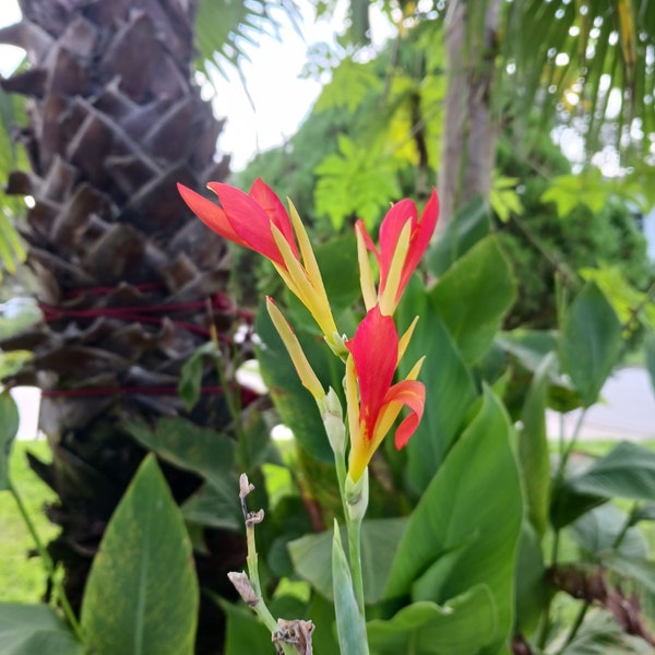 Canna indica Indian Shot Edible Landscape Exotic Flowers 5 Seeds #1192