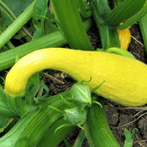 Crookneck Yellow Summer Squash ORGANIC Easy to Grow 20 SEEDS #2142