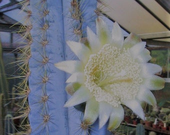 Pilosocereus azurez Blue Torch Cactus RARE Endangered 5 Seeds #1183