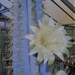 see more listings in the Cacti & Succulents  section