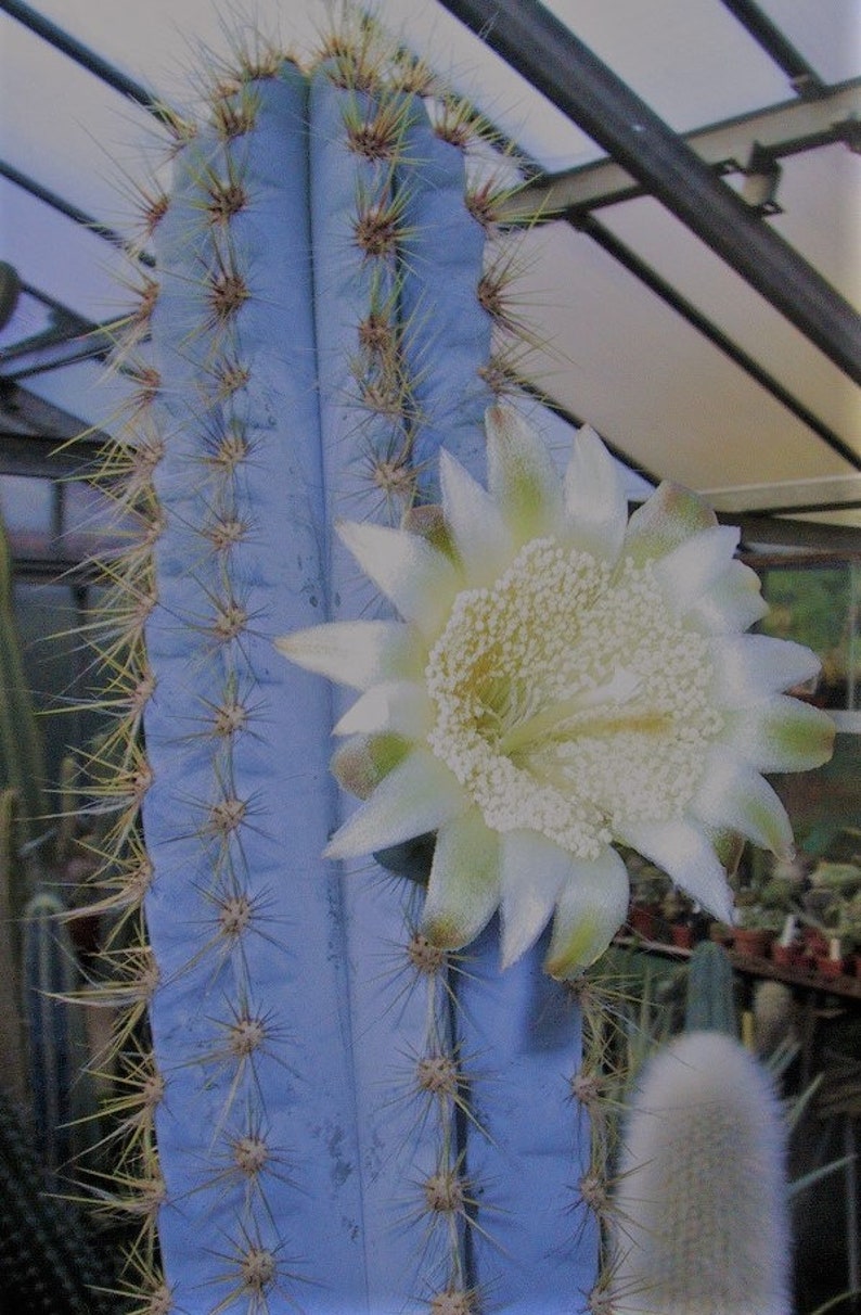 Pilosocereus Azurez Blue Torch Cactus RARE Endangered 5 Seeds - Etsy UK