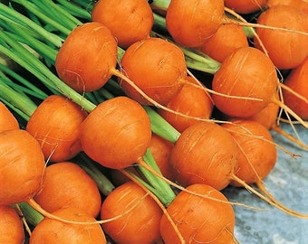 Tonda di Parigi Parisian Small Carrot Organic Non-GMO 15 Seeds #1186