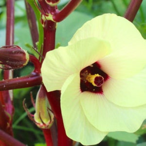 Abelmoschus esculentus Red Burgundy Okra Heirloom Organic 10 Seeds #1151