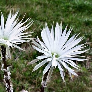 Setiechinopsis mirabilis Flower of Prayer Nocturnal Cactus RARE 5 Seeds 2082 afbeelding 2