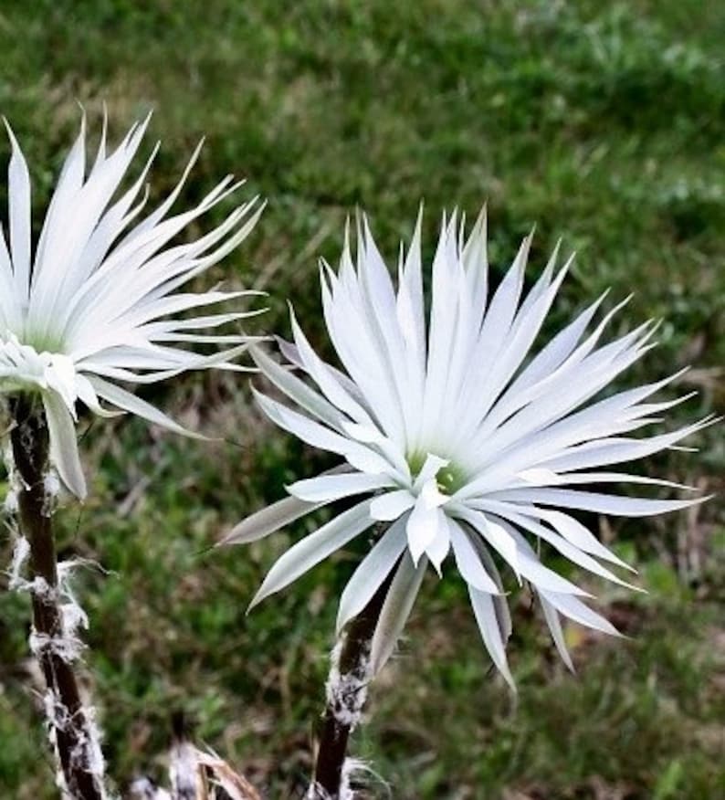 Setiechinopsis mirabilis Flower of Prayer Nocturnal Cactus RARE 5 Seeds 2082 afbeelding 2