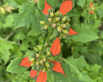 Poinsettia cyathophora Wild Poinsettia Mexican Fire Plant Attracts Bees Birds Butterflies Medicinal Herb 5 Seeds #1147