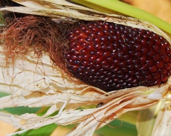 Strawberry Red Corn Fun Two Inch Popcorn Miniature 15 Seeds Heirloom Organic #2057