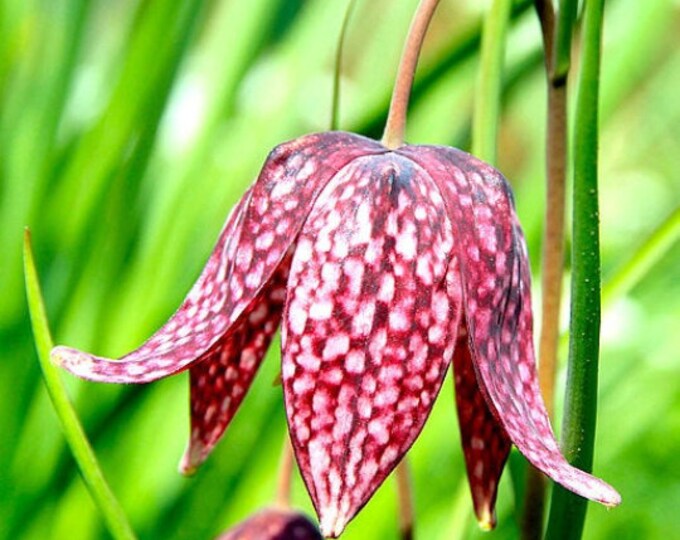 Fritillaria Meleagris Snake's Head Lily Checkered Violet Flower Plant