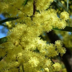 Acacia fimbriata Fringed Wattle Rare Yellow Flower Tree 10 Seeds 2066 image 1