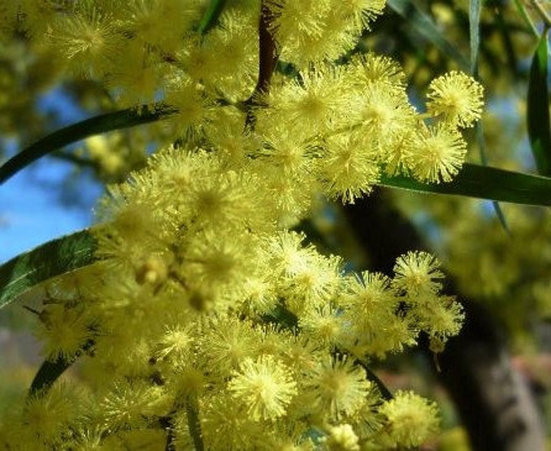 Acacia fimbriata Fringed Wattle Rare Yellow Flower Tree 10 Seeds 2066 image 1