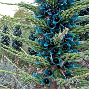 Puya alpestris Sapphire Tower RARE Bromeliad 5 Seeds #2037