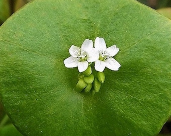 Claytonia perfoliata Miner's Lettuce Purslane Spinach Herb Super Food 30 Seeds #2040