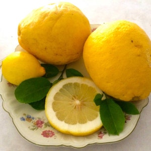 AMERICAN HEIRLOOM CITRUS X PYRIFORMIS 5 FRESH SEEDS GIANT PONDEROSA LEMON AMERICAN HEIRLOOM CITRUS X PYRIFORMIS 5 FRESH SEEDS GIANT PONDEROSA LEMON