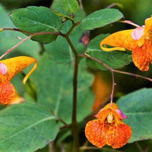 Impatiens capensis Orange Spotted Touch-Me-Not Jewelweed Rare 5 Seeds #2093