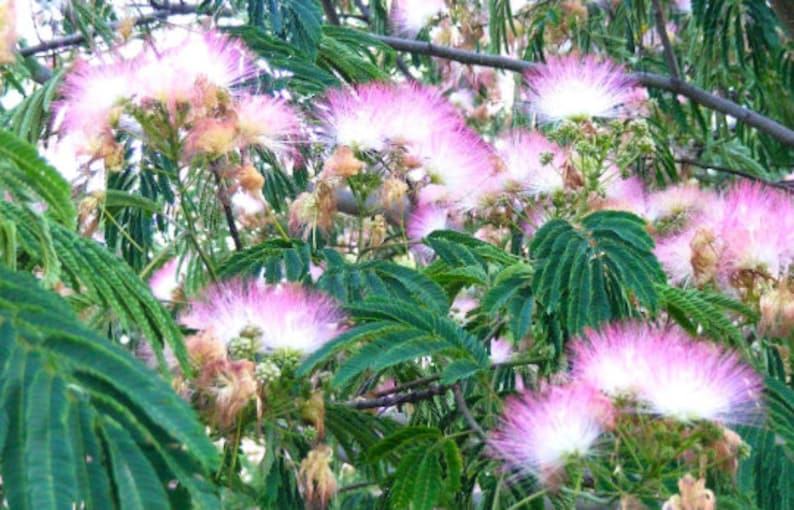 julibrissin Persian Silk Tree Pink Flower Mimosa Etsy